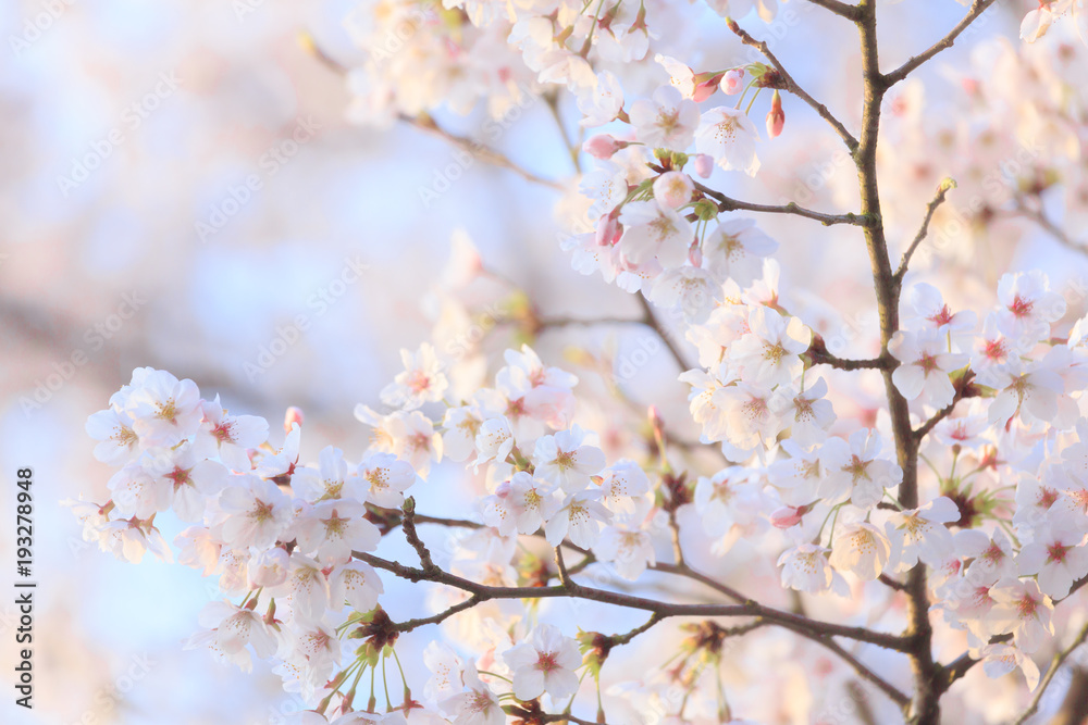 桜 桜