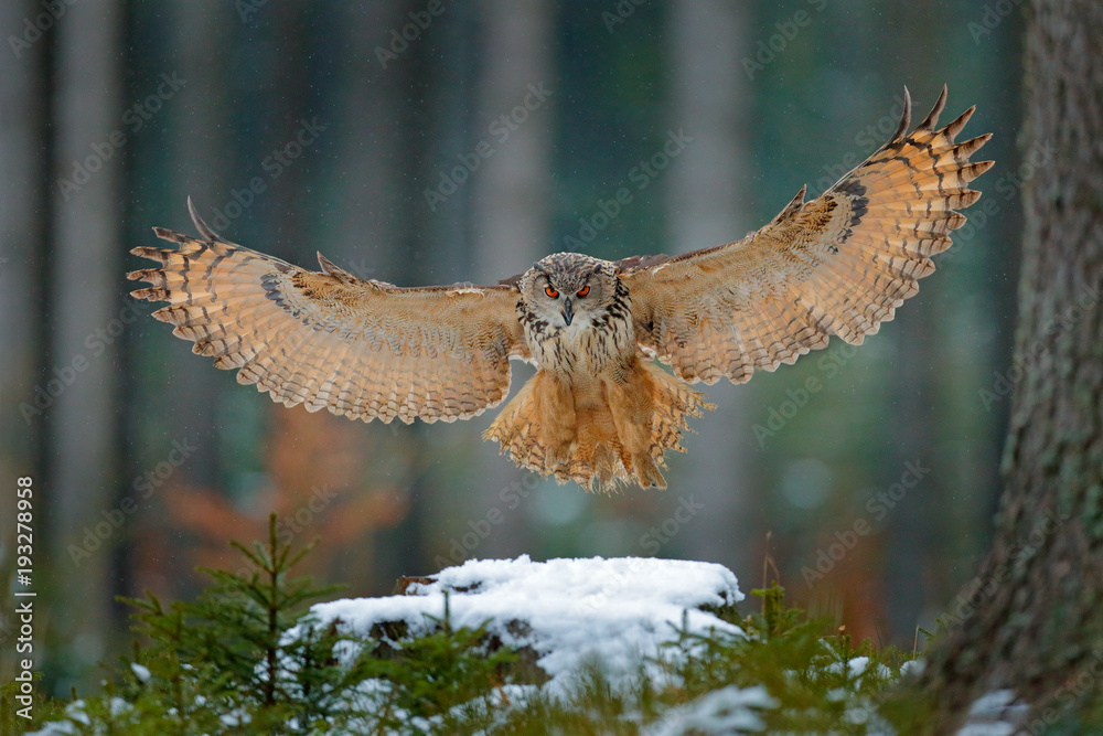 Naklejka premium Puchacz lądowanie na śnieżnym pniu drzewa w lesie. Latająca Eagle sowa z otwartymi skrzydłami w siedlisku z drzewami, ptasia komarnica. Akcja zimowa scena z natury, wildlige. Sowa, duża rozpiętość skrzydeł. Jesień las śnieg.