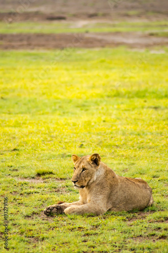 Fototapeta Naklejka Na Ścianę i Meble -  Lion lying in the grass gaggling mouth wide open in the savannah of Amboseli Park in Kenya