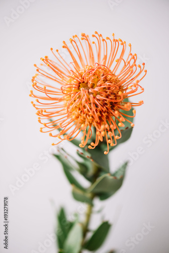 Exotic Nutan (Protea) flower on the grey background, close up view photo