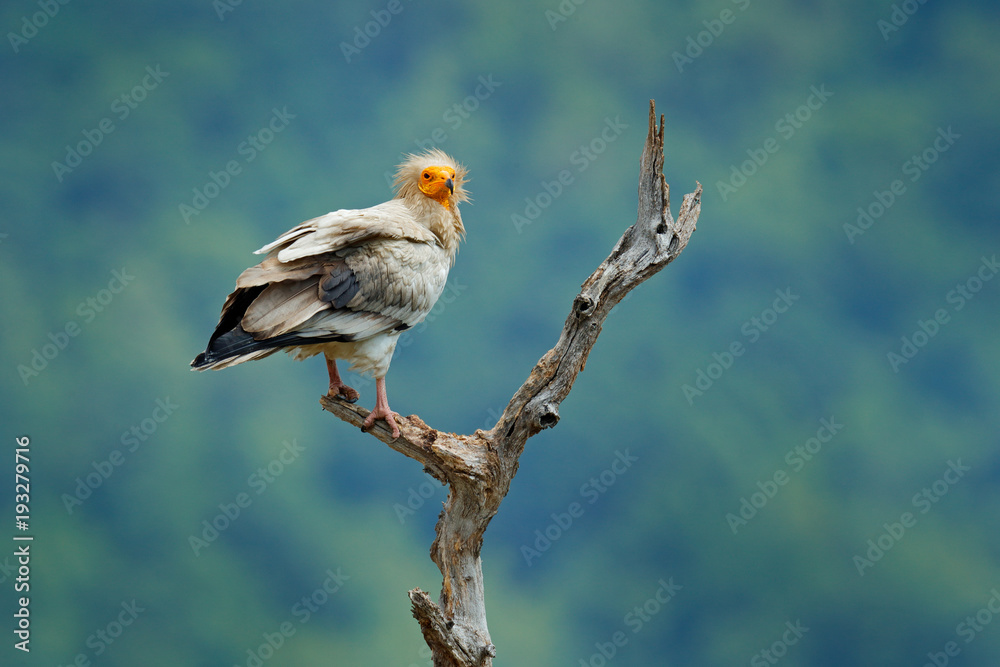 Fototapeta premium Egyptian vulture, Neophron percnopterus, big bird of prey sitting on branch, green mountain, nature habitat, Madzarovo, Bulgaria, Eastern Rhodopes. Wild vulture, sitting on tree trunk, forest habitat