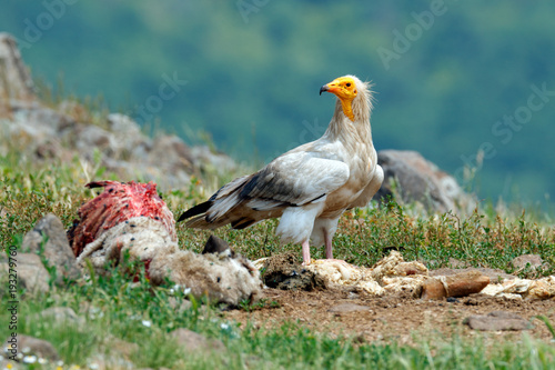 Vulture with carcass.Egyptian vulture, Neophron percnopterus, big bird of prey sitting on stone, rock mountain, nature habitat, Madzarovo, Bulgaria, Eastern Rhodopes. Wildlife scene from hide.