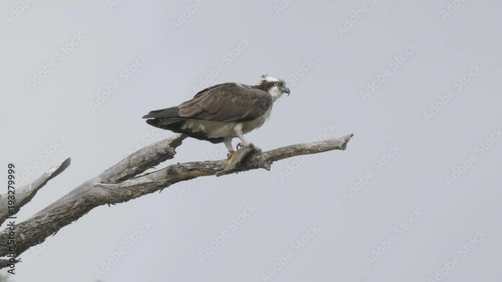 an osprey on a tree branch holding a cutthroat trout in yellowstone national park, usa an osprey on a tree branch holding a cutthroat trout in yellowstone national park, usa