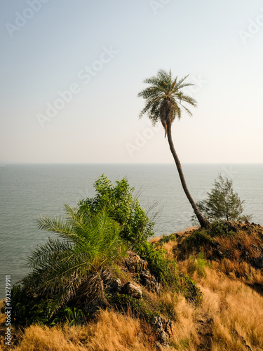 Palm trees and a coconut tree facing the sea photo