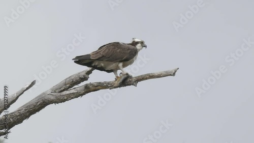 an osprey on a tree branch holding a cutthroat trout in yellowstone national park, usa