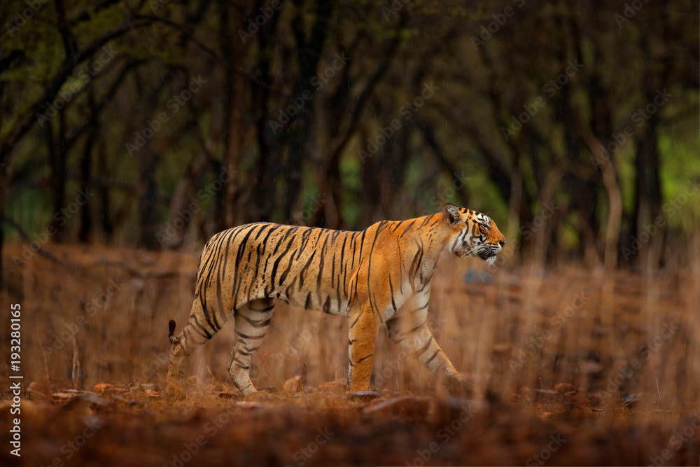 Obraz premium Tiger walking between trees. Indian tiger female with first rain, wild animal in the nature habitat, Ranthambore, India. Big cat, endangered animal. End of dry season, beginning monsoon.