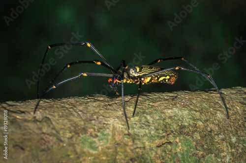 Image of Golden Long-jawed Orb-weaver Spider(Nephila pilipes) on tree. Insect. Animal © yod67