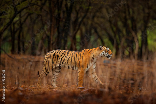 Tiger walking between trees. Indian tiger female with first rain  wild animal in the nature habitat  Ranthambore  India. Big cat  endangered animal. End of dry season  beginning monsoon.