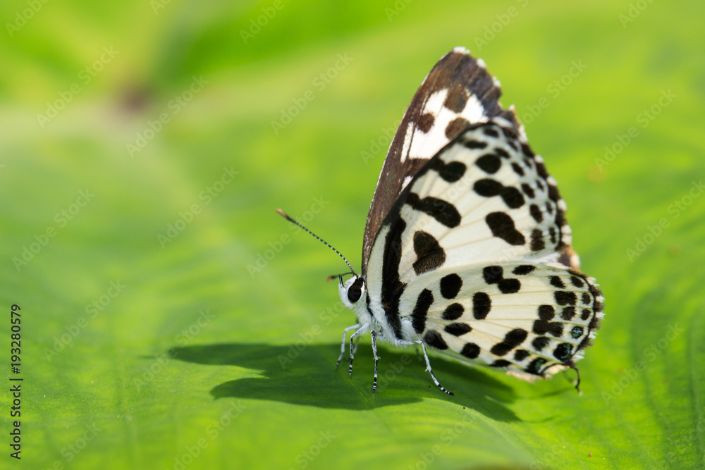 Image of common pierrot butterfly on a green leaf. Insect, Animal. (Castalius rosimon rosimon Fabricius, 1775) Image of common pierrot butterfly on a green leaf. Insect, Animal. (Castalius rosimon rosimon Fabricius, 1775)