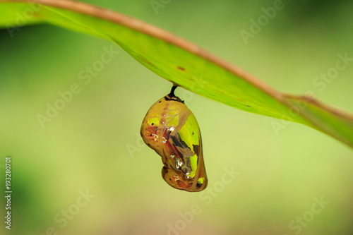 Fototapete Image of chrysalis butterfly pupa hanging under the green leaves