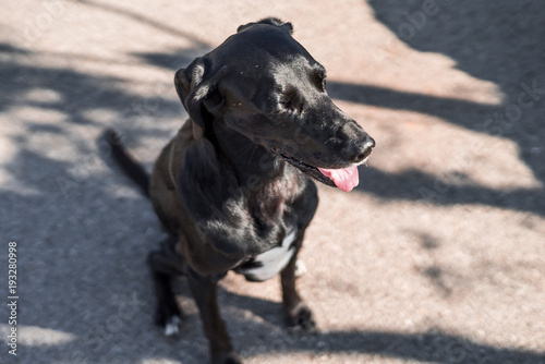 Fotografía de un perro mezcla de labrador y setter de color negro sentado