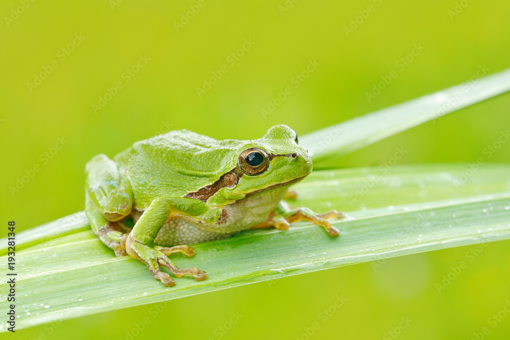 Fototapeta premium European tree frog, Hyla arborea, sitting on grass straw with clear green background. Nice green amphibian in nature habitat. Wild frog on meadow near the river, habitat.