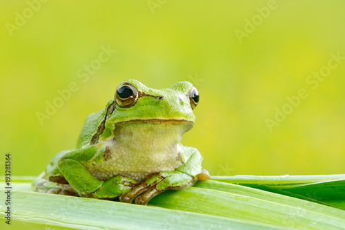 Europejska drzewna żaba, Hyla arborea, siedzi na trawy słomie z jasnym zielonym tłem. Fajny zielony płaz w naturalnym środowisku. Dzika żaba na łące blisko rzeki, siedlisko.