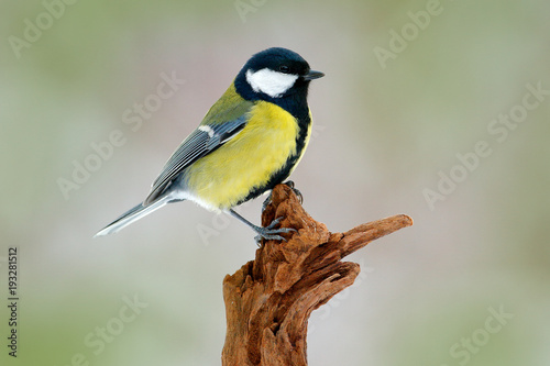 Great Tit, Parus major, black and yellow songbird sitting on the nice lichen tree branch, Czech. Bird in nature. Spring tit with beautiful morning light. Garden songbird in the nature habitat.