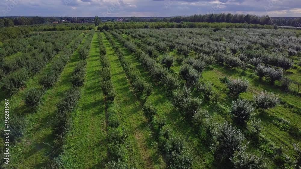 Rows of young trees in fruit garden from above. Aerial drone shot of horticulture area Rows of young trees in fruit garden from above. Aerial drone shot of horticulture area