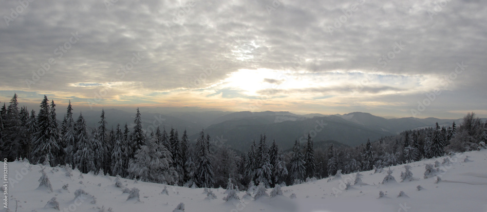 Obraz premium winter forest