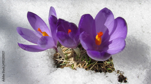 crocus