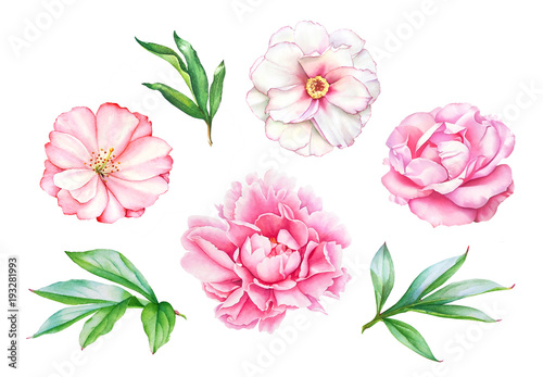 Fototapeta Naklejka Na Ścianę i Meble -  Watercolor realistic drawing of pink peony flowers with leaves isolated on white background.