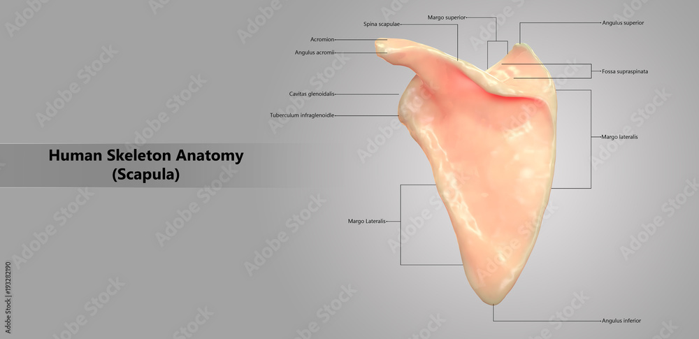 Human Skeleton System Scapula with Detailed Labels Anatomy (Posterior View)  Stock Illustration | Adobe Stock