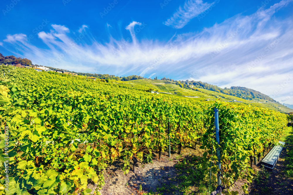 Vineyards terraces near Geneva lake in the sunny day. Region Lavaux, Switzerland