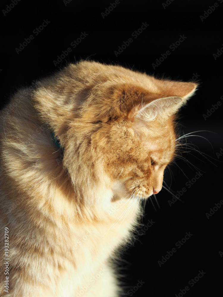 Fototapeta premium Ginger Tom Cat