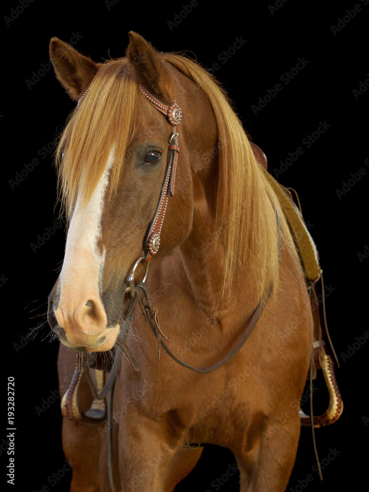 Obraz premium Westernpferd