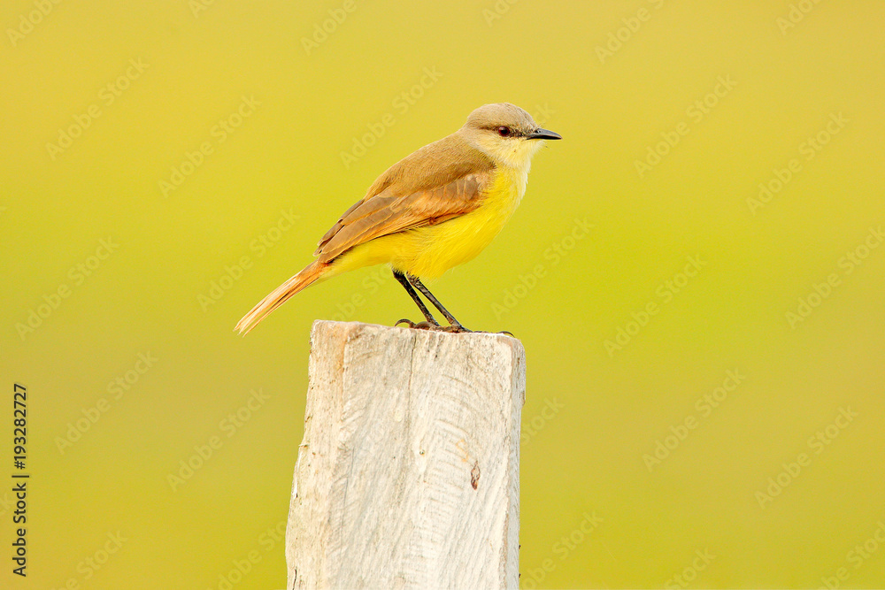 Whitethroated Kingbird, Tyrannus albogularis, in the nature habitat