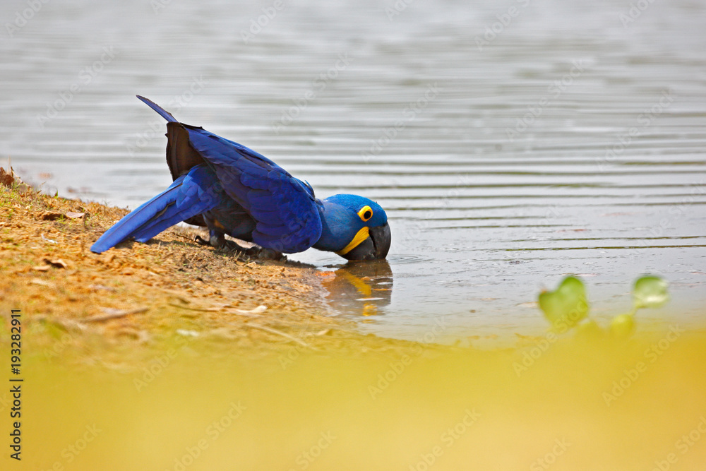 Obraz premium Hyacinth Macaw, Anodorhynchus hyacinthinus, blue parrot drinking water, Pantanal, Brazil, South America. Beautiful rare bird in the nature habitat. Wildlife Brazil, macaw in wild nature.