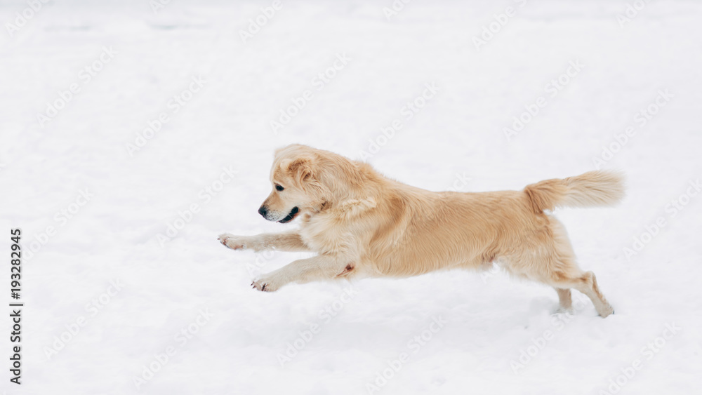 Photo of running labrador on winter walk Photo of running labrador on winter walk