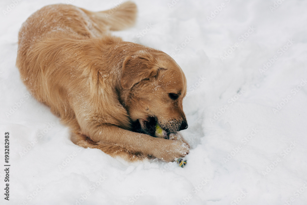 Photo of dog gnawing toy on winter walk Photo of dog gnawing toy on winter walk