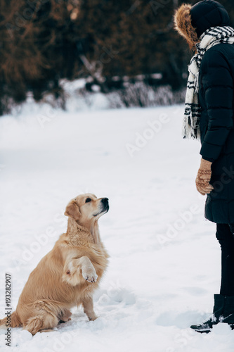 Fototapeta Naklejka Na Ścianę i Meble -  Image of woman and labrador in winter park for walk