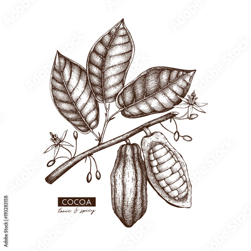 Vector Cocoa beans, leaves, flowers illustration. Hand drawn exotic fruit sketch. Botanical design template. 