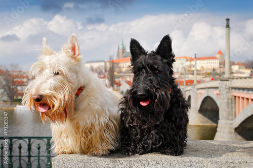 Schilderij op canvas Scottish terrier, Black and white wheaten dog, pair of beautiful dogs  sitting on bridge, Prague castle in the  background