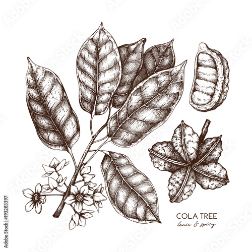 Vector Cola tree vintage sketch. Hand drawn illustration with leaves, flowres and seeds. Engraved fruit drawing. Botanical design template. 