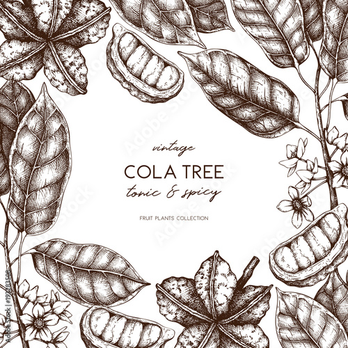 Vector Cola tree vintage sketch. Vintage design with hand drawn with leaves, flowers, fruits and seeds. Botanical frame template. Aromatic elements illustration.