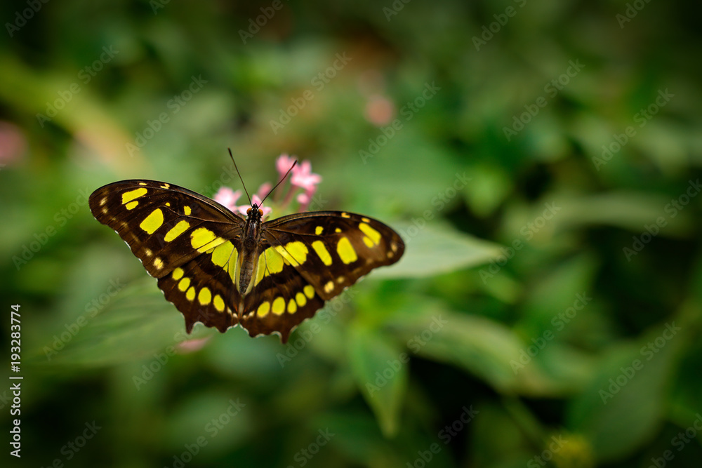 Butterfly in the green forest. Nice insect sitting on the leave. Butterfly from America. Nature in tropic forest. Beautiful butterfly Metamorpha stelenes in nature habitat, from Costa Rica. Butterfly in the green forest. Nice insect sitting on the leave. Butterfly from America. Nature in tropic forest. Beautiful butterfly Metamorpha stelenes in nature habitat, from Costa Rica.