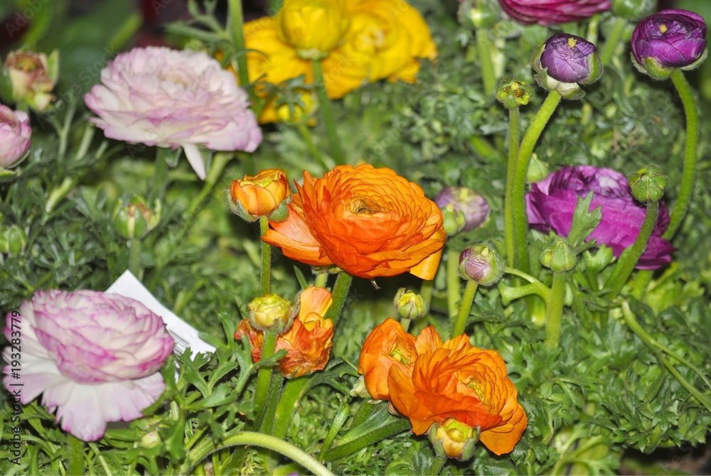 Close up of orange and pink flowers of Ranunculus asiaticus, or Persian buttercup. Close up of orange and pink flowers of Ranunculus asiaticus, or Persian buttercup.