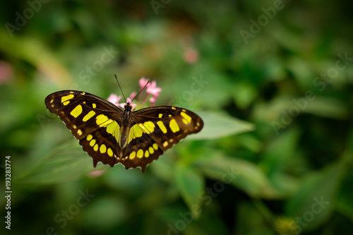 Butterfly in the green forest. Nice insect sitting on the leave. Butterfly from America. Nature in tropic forest. Beautiful butterfly Metamorpha stelenes in nature habitat, from Costa Rica.