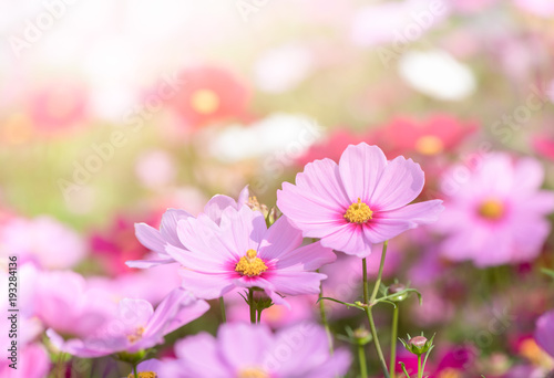 beautiful pink cosmos flower in garden