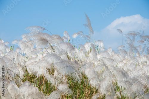 grass in the wind 