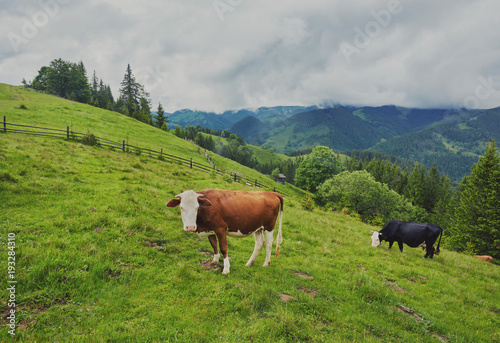 herd of cows grazing on mountain © Ryzhkov Oleksandr