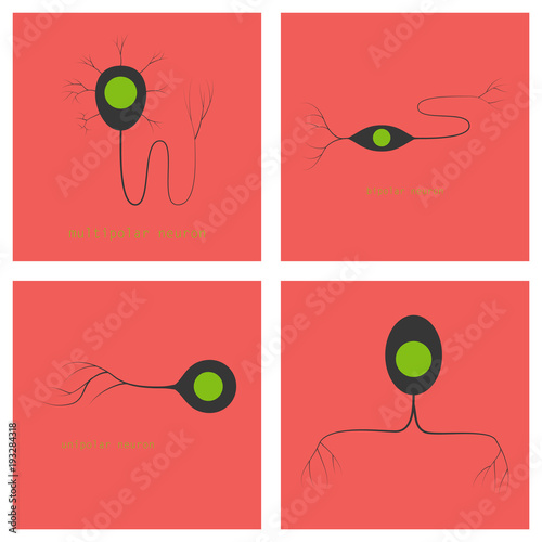 Set of Structure of a motor neuron, vector illustration photo