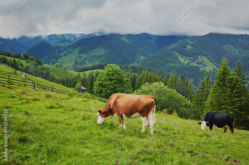 herd of cows grazing on mountain
