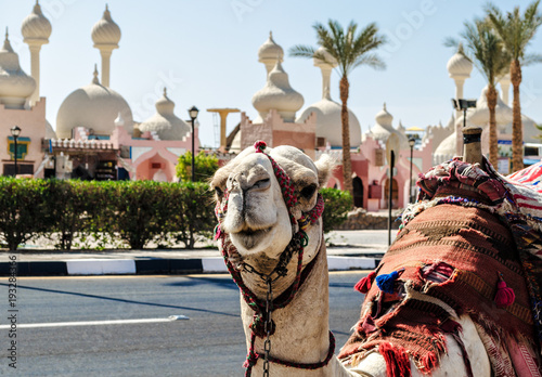A riding camel in a bright blanket on the sunny street of Sharm El Sheikh photo