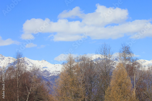panorama with mountains and trees in winter