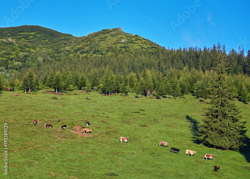 Alpine cow. Cows are often kept on farms and in villages. This is useful animals.