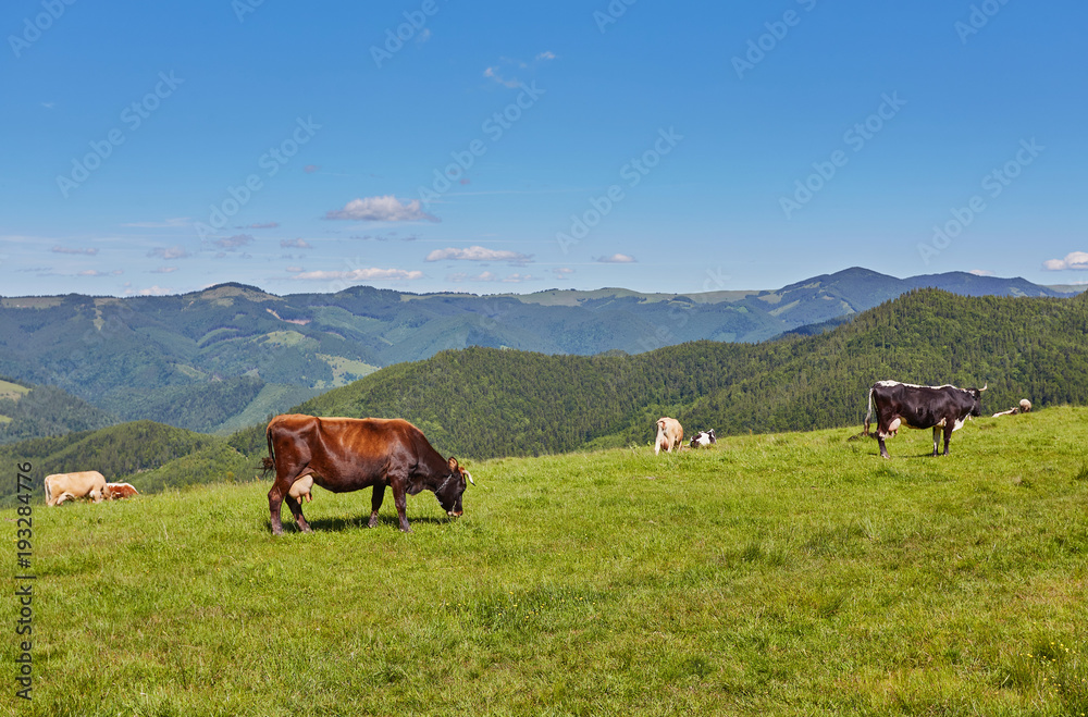 Obraz premium herd of cows grazing on mountain