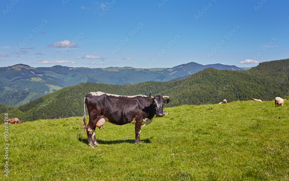 Alpine cow. Cows are often kept on farms and in villages. This is useful animals.