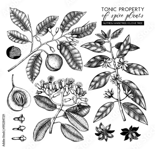 Vector collection of tonic and spicy plants - nutmeg, star anise, clove tree. Hand drawn spices illustrations set. Vintage aromatic elements. Sketched flowers, leaves, seeds, fruits.