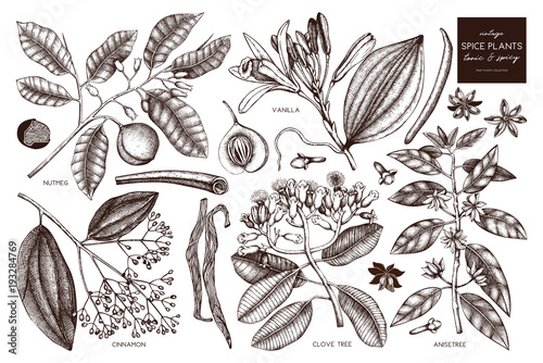 Vector collection of tonic and spicy plants - nutmeg, star anise, clove tree. Hand drawn spices illustrations set. Vintage aromatic elements. Sketched flowers, leaves, seeds, fruits.